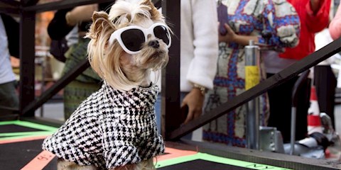 SOKAK MODASININ YENİ YILDIZI SEVİMLİ KÖPEK LITTLE LOLA SUNSHINE