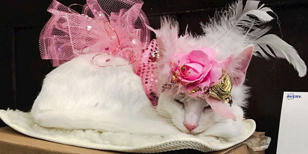 KEDİLERİN DE BİR DEFİLESİ VAR!