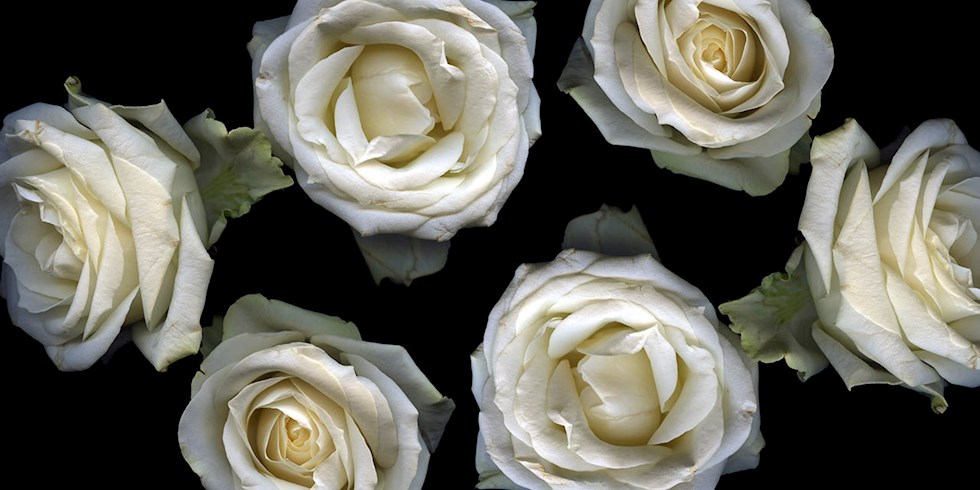 GRAMMY ÖDÜLLERİ BEYAZ GÜLLERE BÜRÜNÜYOR