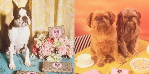 GUCCI'NİN SEVİMLİ ANİMOJİLERİ