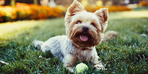 iPHONE PORTRAIT MODU İLE PETİNİZİ SÜPERMODEL YAPIN!