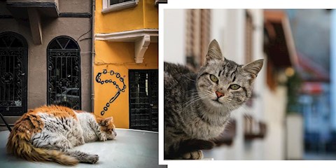 APPLE KEDİLER GÜNÜNÜ İSTANBUL KEDİLERİYLE KUTLADI