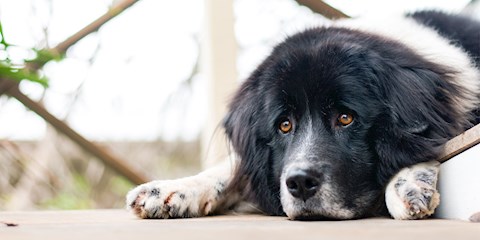 HAYVAN HAKSIZLIKLARINI PROTESTO ZAMANI !