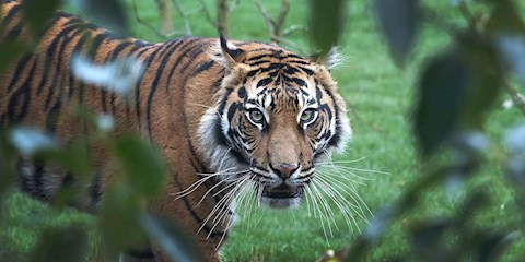 GOOGLE SAFARİYİ EVE TAŞIYOR!