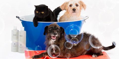 EVCİL HAYVANLARINIZI SPA GÜNÜYLE ŞIMARTIN