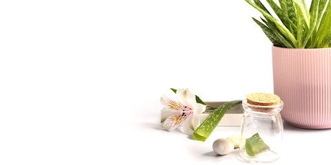 KLEOPATRA'NIN GÜZELLİK SIRRI: ALOE VERA