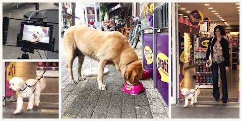 GRATIS VE GONCA VUSLATERİ HAYVANLARI KORUMA GÜNÜ'NE ÖZEL PROJEDE BULUŞTU