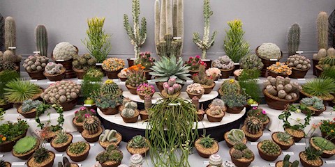 CİLT BAKIMINIZDA KAKTÜS SUYU KULLANMAYA HAZIR MISINIZ?