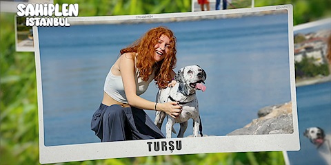 “Sahiplen İstanbul” İle Dostlarımız Yeni Yuvalarına Kavuşuyor