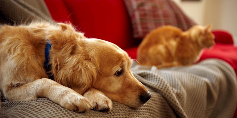 HAYVAN HAKLARI YÖNETMELİĞİNDEKİ HAKSIZLIKLAR