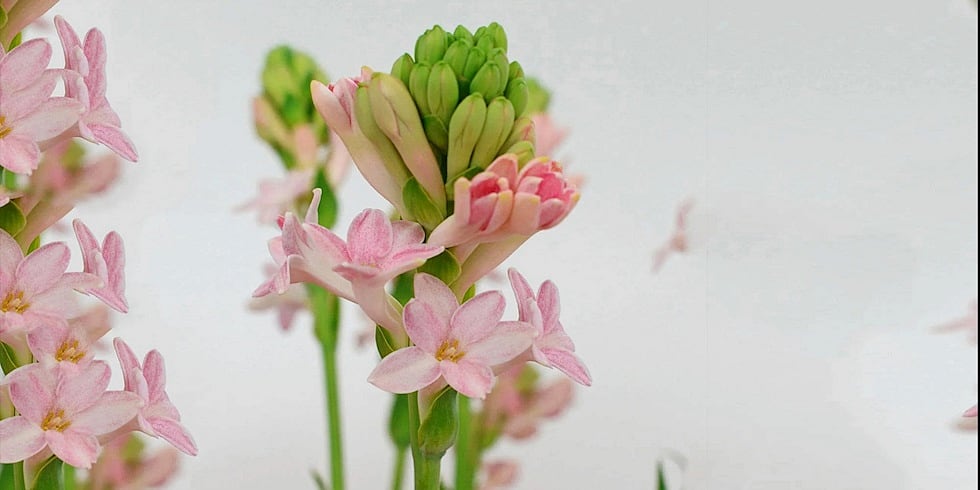 En Seksi Çiçek: Sümbülteber Notasını Hissedeceğiniz Kokular