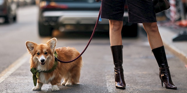 Patili Dostlara Özel Yılbaşı Hediyeleri