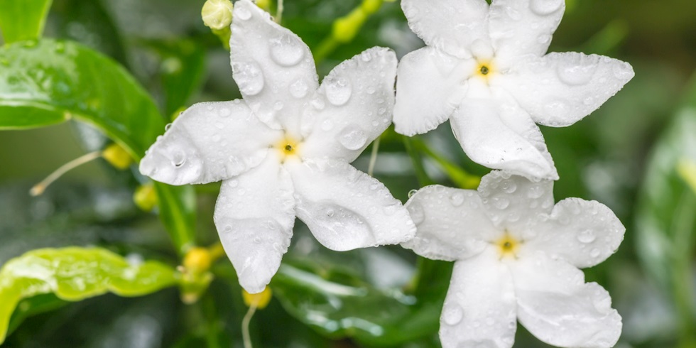 Yasemin Notasını Odağına Alan 7 Parfüm